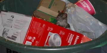 new york street rodents take over 129495