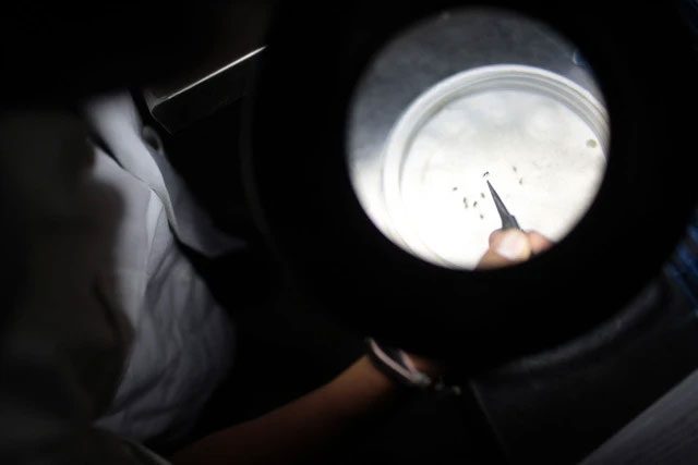 nghien cuu muoi mang virus chikungunya