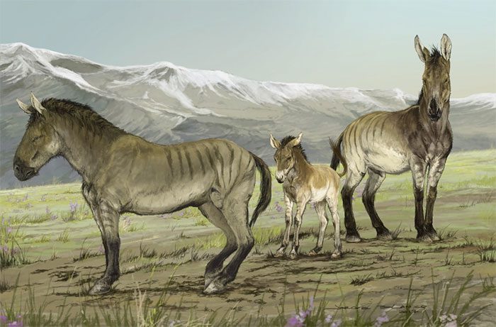 Ancient zebra
