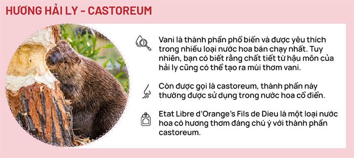Castoreum
