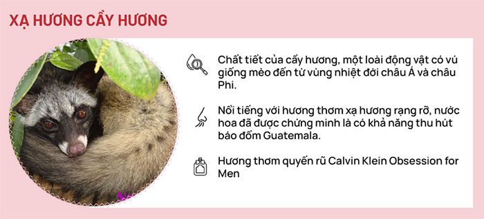 Civet Musk