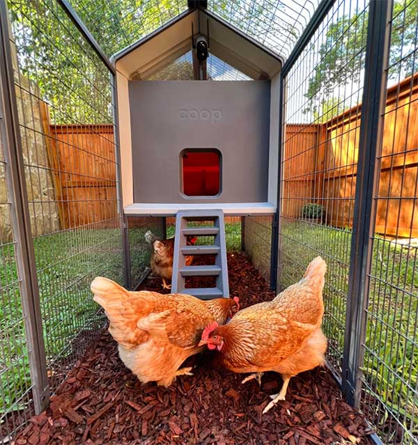 Interior space of the chicken coop.