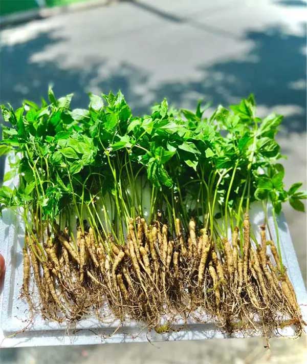 Many e-commerce sites also list sprouted ginseng for sale.