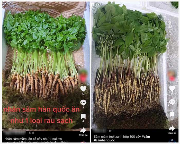 Numerous advertisements claim sprouted ginseng has effects comparable to regular ginseng roots, and can be eaten like vegetables.