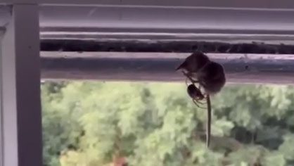 Spider preying on a shrew.