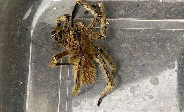 The banana spider is one of the most venomous spiders in the world.
