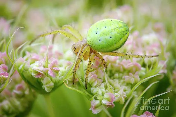 The "mini watermelon" the couple encountered was a cucumber green spider.