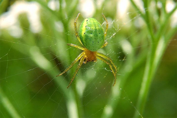 The cucumber green spider is very skilled at hiding.