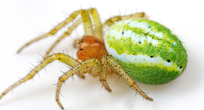It turns out that the "mini watermelon" the couple saw was actually a spider.