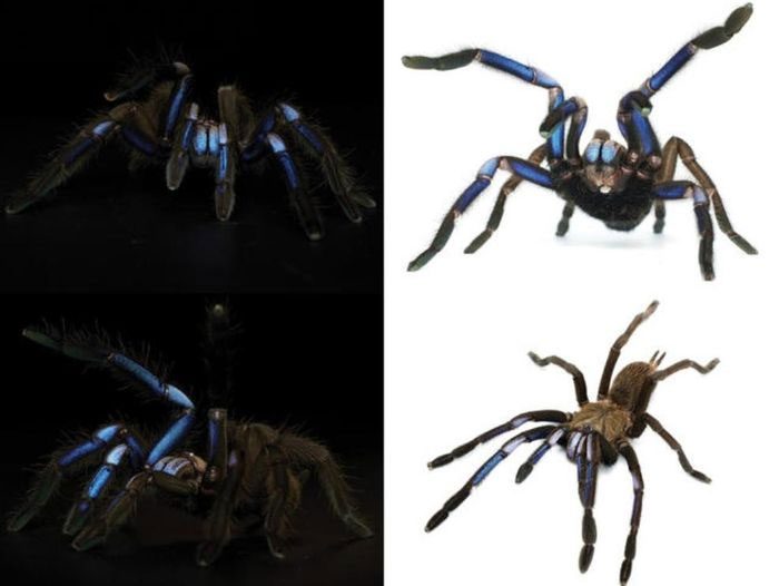Electric blue tarantulas found in southern Thailand.