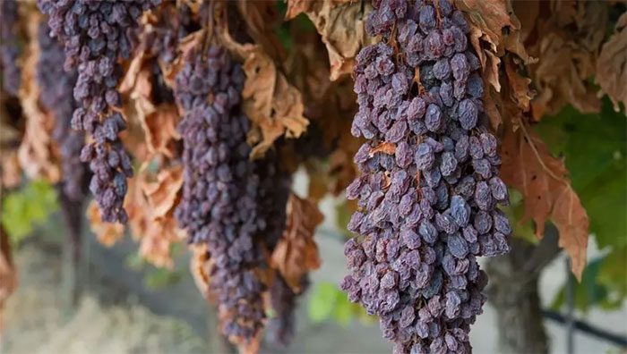 The glycemic index of raisins is not as high as many people think.