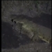 nile crocodile showcases dominant power in ongoing battle 129325