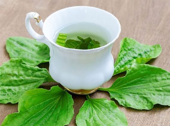 Avoid using Plantago asiatica too frequently or for thirst quenching.