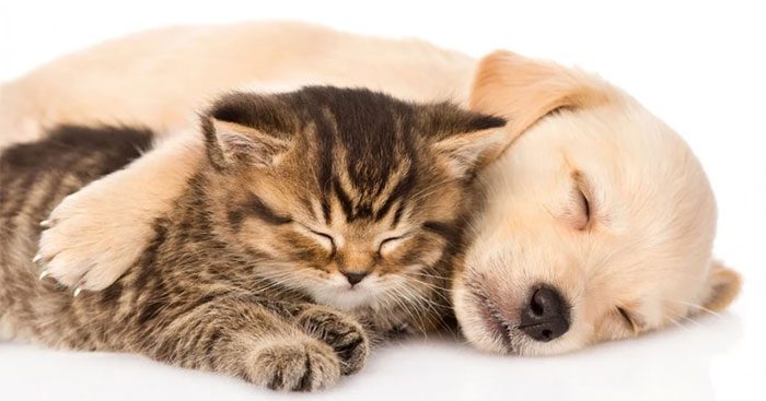 Cognitive decline tends to be slower in pet owners.