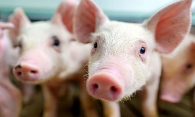Organs grown in pig embryos contain 50 - 60% human cells.