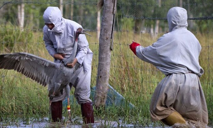 Raising and training cranes in Thailand before releasing them into the wild