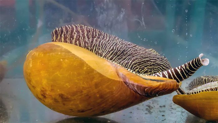 Pearls found in conch snails are very rare.