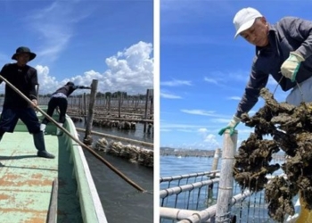 ocean water rises threatening japan sushi dish 129541