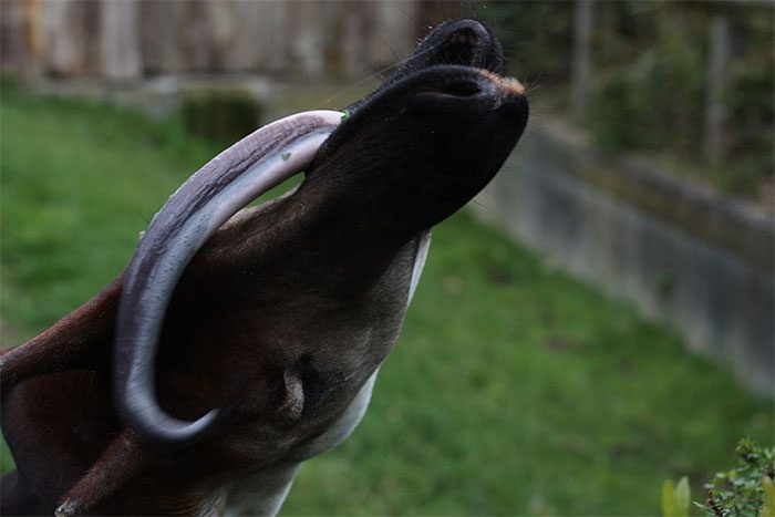 Okapis can clean their ears with their long tongues.