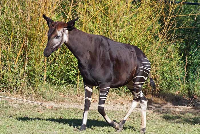 The Okapi is one of the oldest mammal species in the world.