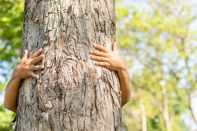 Hugging trees can provide physical and mental health benefits.