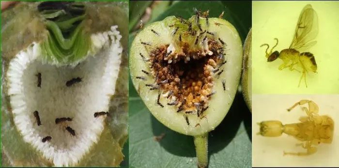 Wasp enters the fig through a narrow opening called the ostiole.