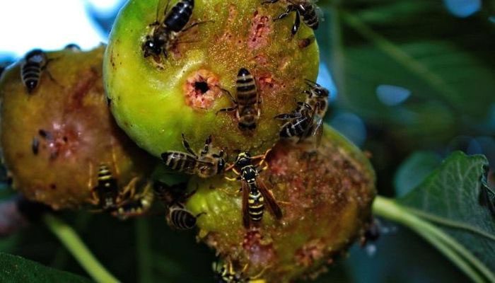 Many people wonder how insects get inside figs.