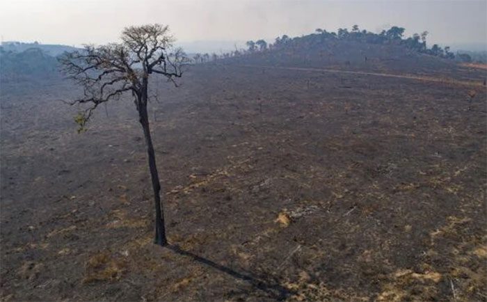 Deforestation and forest degradation can lead to global climate disasters.