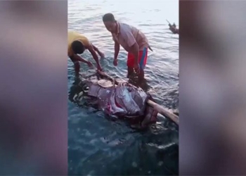 philippines fishermen catch giant catfish weighing 190kg 130750