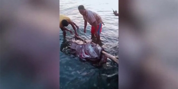 philippines fishermen catch giant catfish weighing 190kg 130750