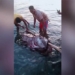 philippines fishermen catch giant catfish weighing 190kg 130750