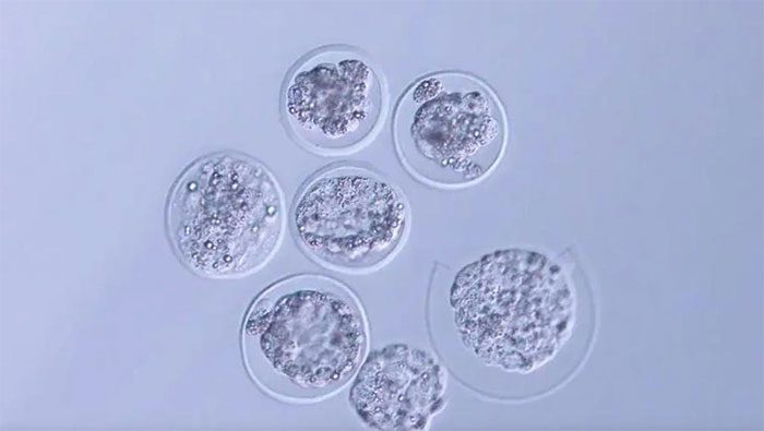 Mouse embryo under a microscope after being returned from the International Space Station