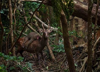 photographer captures moment when deer goes hunting 129831