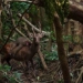 photographer captures moment when deer goes hunting 129831