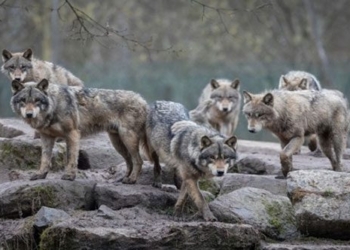 plan to release sows into nature causing controversy in the us 131100
