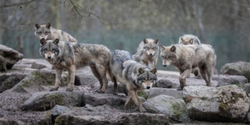 plan to release sows into nature causing controversy in the us 131100