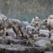 plan to release sows into nature causing controversy in the us 131100