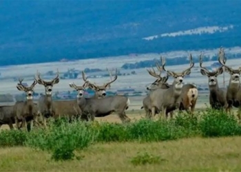 plan to sell 2000 deer to save american island 131403