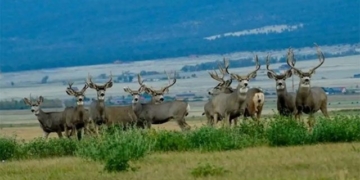 plan to sell 2000 deer to save american island 131403