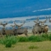 plan to sell 2000 deer to save american island 131403