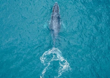 plastic foam has been detected in the bodies of whales and pigs 129552