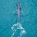 plastic foam has been detected in the bodies of whales and pigs 129552