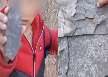playing treasure hunt 5 year old boy finds 500 million year old stone flower 131195
