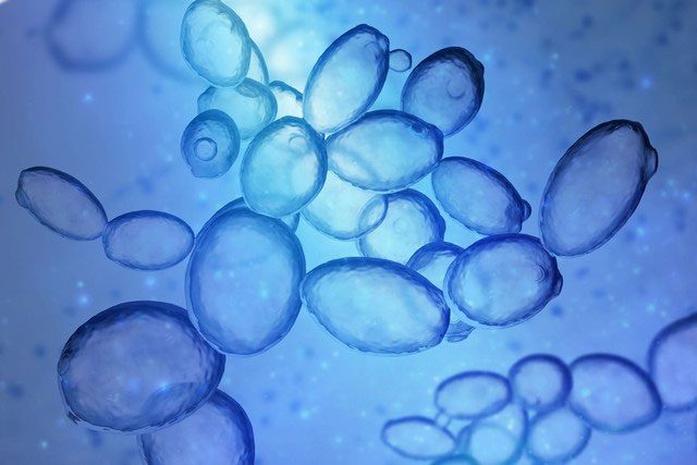 Prions are misfolded proteins