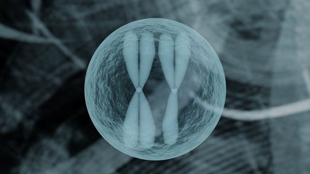 prion 5