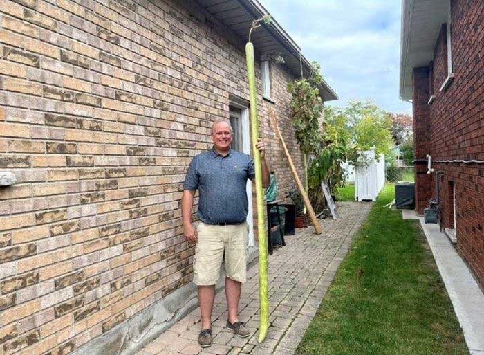 Mr. Henry D'Angela has been growing green pumpkins for 10 years.
