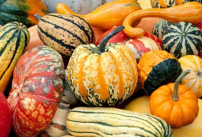Various squash types are common in the diet of Nicoya residents.