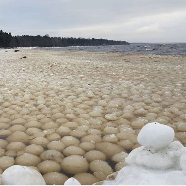 Thousands of snowballs drifting on the water have attracted the attention of many.