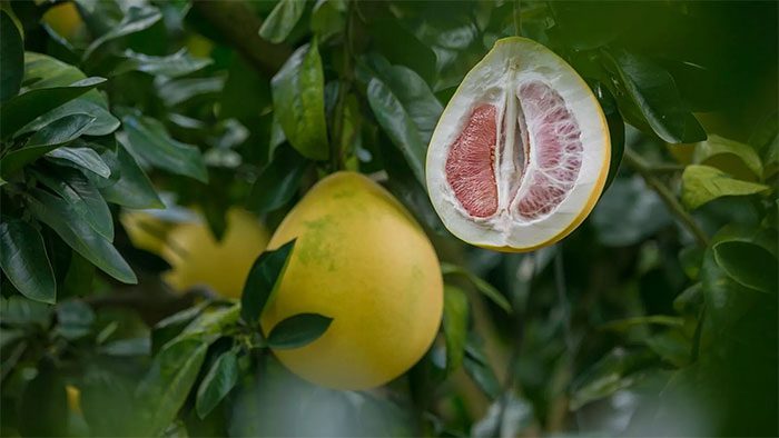 A new method to extract Titanium carbide using bio-carbon from grapefruit peels.