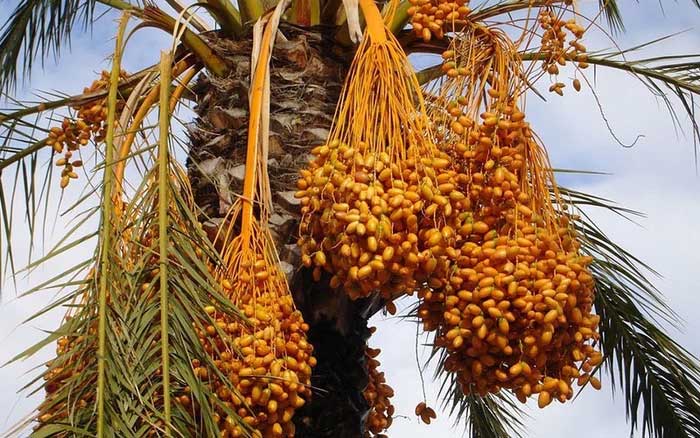 Dates